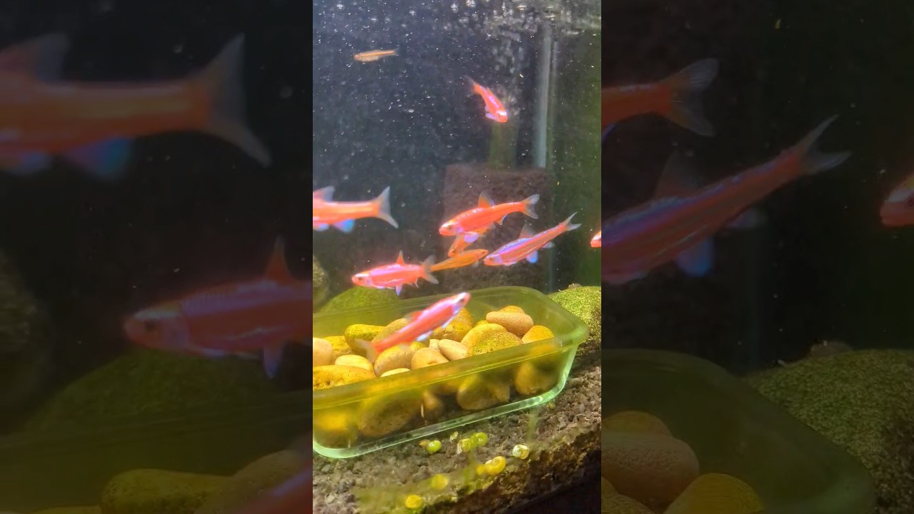 Rainbow Shiners Breeding Colors are UNREAL