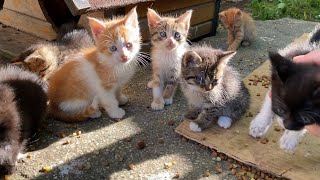 Incredibly beautiful little Kittens living on the street. Mother Cat has 11 kittens.