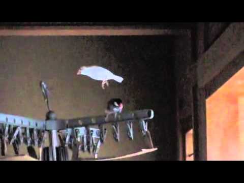 文鳥動画 Java sparrow 逃げる白文鳥ふーちゃん追う桜文鳥ほーちゃん