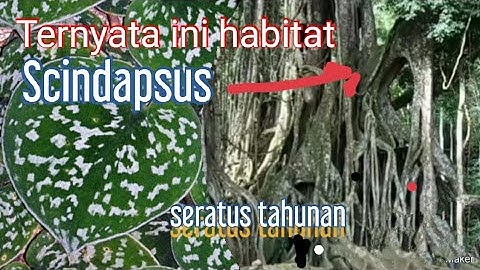 Eksplorasi Flora Jejak Tanaman Langka Scindapsus