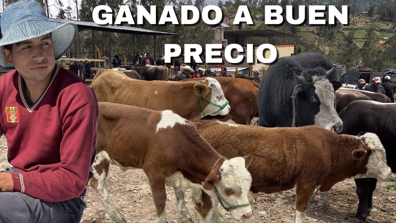 Asi es el negocio de la GANADERÍA en la pecuaria ( provincia Bambamarca)