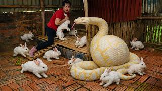 Celebrity 72 Hours of Terror: Giant Albino Python Invades the Rabbit Farm – A Shocking Rescue! 🐍😱 Wealth