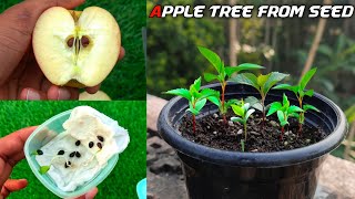 How To Grow Apple Tree From Seed Easily At Home | Growing Apple Tree Form Seed screenshot 4