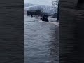Наводнение 2021 апрель Алтайский край