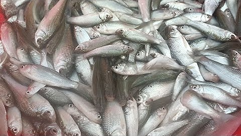 Tập 22 | Thăm Dớn Cá Mùa Nước Nổi Trúng Mánh Cá Linh, Tép Đồng Cá Lóc Thấy Mê @GócnhỏQuêTui