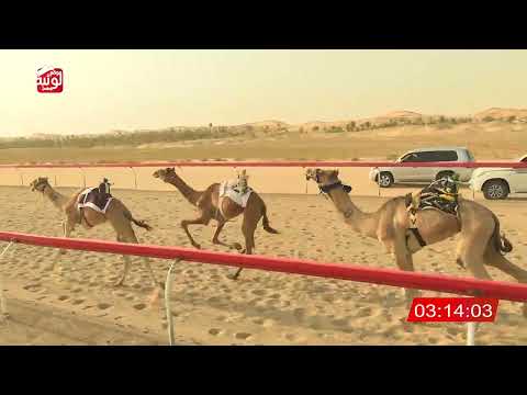 الشوط 8 مشرف ل سالم الدهيمي بن غافان الخييلي 6 29 شارة الديوان 2025 09 13 لقايا الخزنة