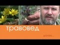 Травовед. Кипрей или иван-чай. Рассказывает Моряков Сергей Викторович