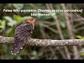Peixe-frito-pavonino/Pavonine cuckoo (Dromococcyx pavoninus) em São Manuel-SP