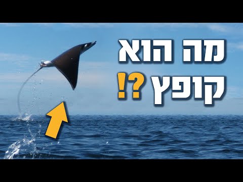 וִידֵאוֹ: למה מקרל קופץ מהמים?