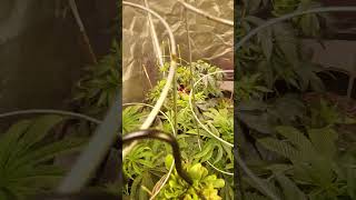 full tent this week.