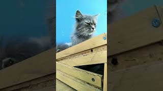 Neighbor's Cat (2) #shorts Neighbor's Cat (2) #shorts