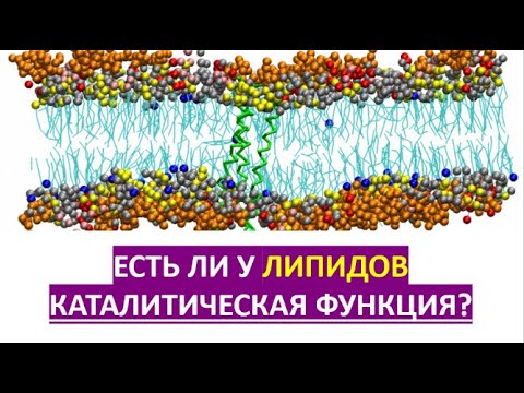 16. Есть ли у липидов каталитическая функция?