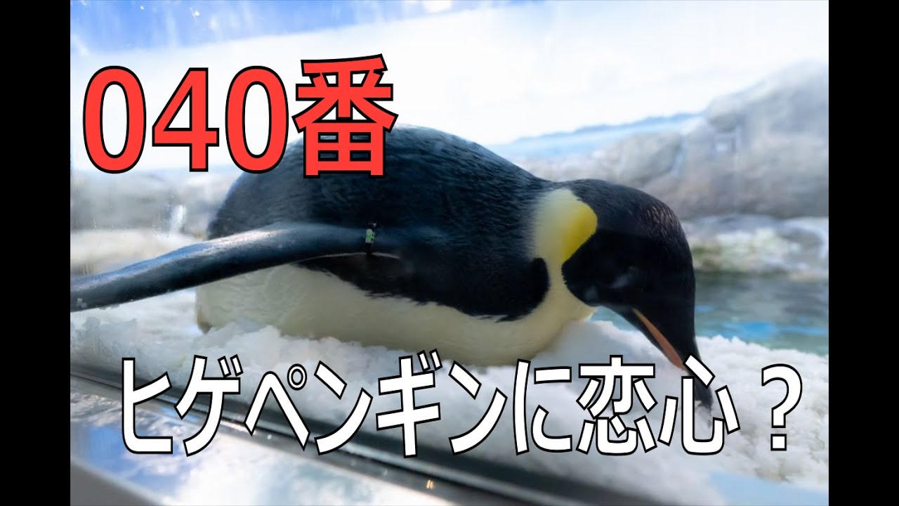 ヒゲペンギンに恋したエンペラーペンギン！？