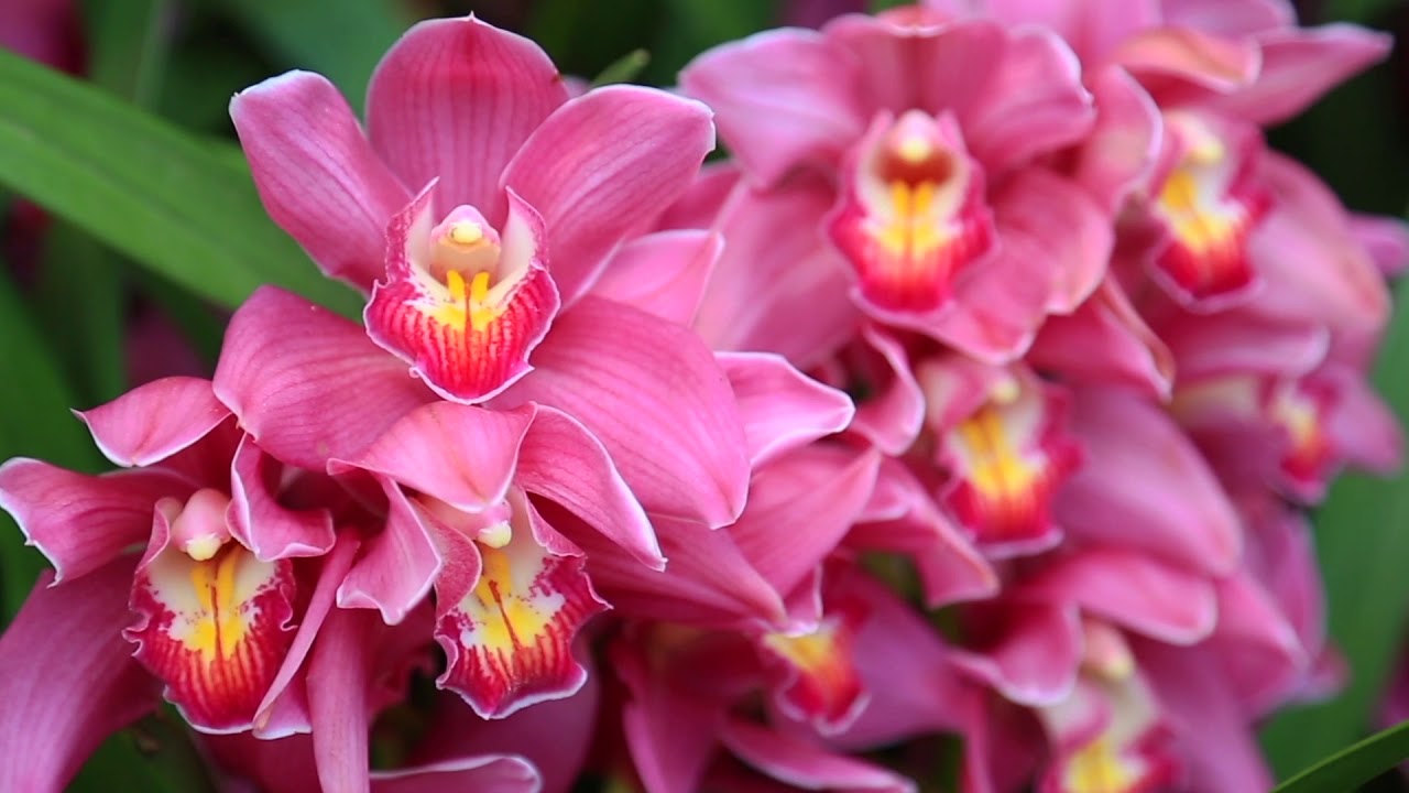 Chicago Botanic Garden Orchid Show Youtube