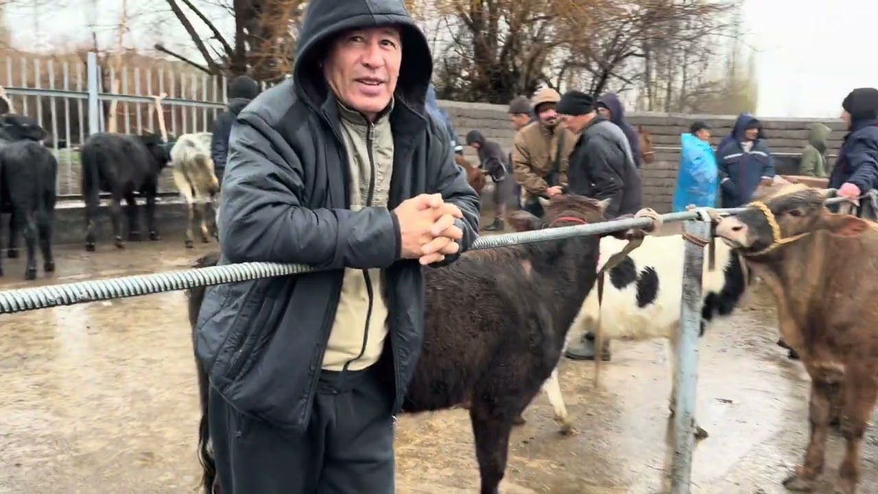 Angren mol bozori Buqalar buzoqlar qatori 26.02.26 fermeruz #fermeruz #buqalar #buzoqcha #molbozor 