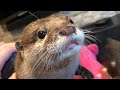 カワウソさくら そっぽ向かれてしまう飼い主 Otter ignores