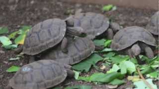 Galápagos Giant Tortoises