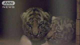 ケイスケ、マオ、アイ・・・赤ちゃんトラの名前決まる（10/08/27） screenshot 2