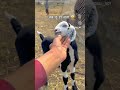 #funny #goat #baby #100millionviews #comedy 😂🤣😆😅😋 #viral video