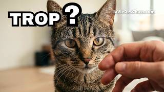 COMMENT BIEN FAIRE AVEC MON CHAT ?