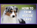 How To Trim Aussie Ears