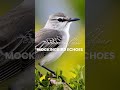 MOCKINGBIRD ECHOES | ⁨@TIPOcolouringBOOK ⁨@mexiaolu @mexiaolu-kids ⁩
