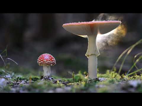 Amanita muscaria--Spread the spores! - YouTube