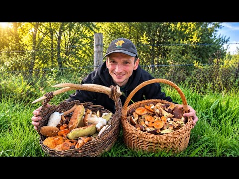 Baskets full of beautiful mushrooms - Mushroom hunting #208