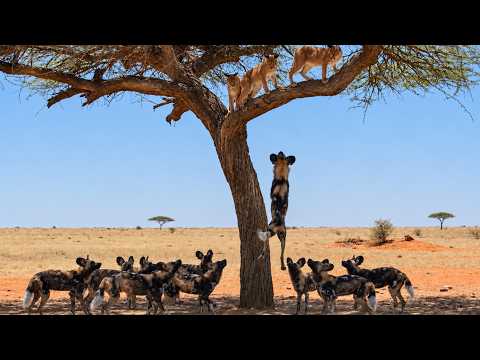 Wild Dogs Try to Pull the Caracal Family Down from the Tree