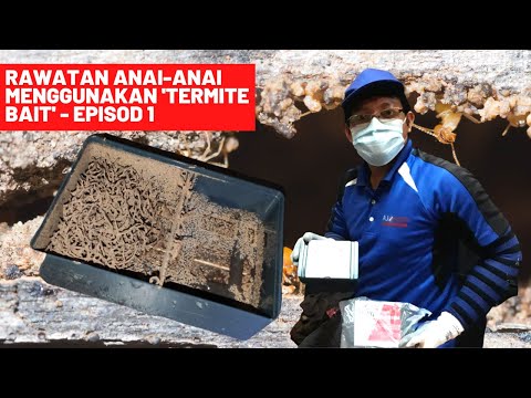 Video: Berapa lamakah masa yang diambil oleh anai-anai untuk membina busut?