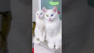 Кумедні та милі (5) #котики | The Anti-Stress Power of Simurg Cats