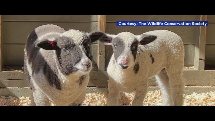 See It Central Park Zoo Welcomes Two Little Lambs