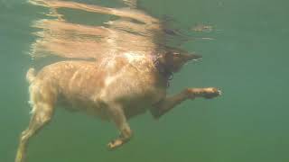 How a Dog Swims seen underwater by AmaNature Video 1,585 views 4 years ago 31 seconds