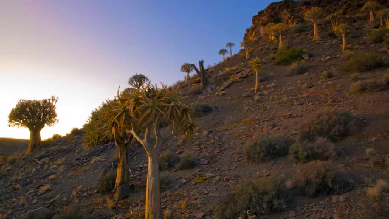 Quiver Tree Forest