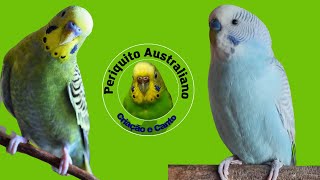 Canto de Periquito Australiano pela Manhã PERIQUITO CANTANDO MUITO by Periquito Australiano Criação e Canto 241 views 7 months ago 12 minutes, 8 seconds