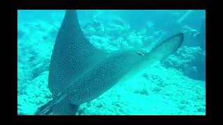 The best thing to DO in Rangiroa French Polynesia #traveladventure #judystravels #rangiroa