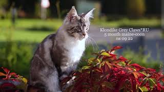 Кот мейн-кун Klondike Grey Claws в 5 месяцев