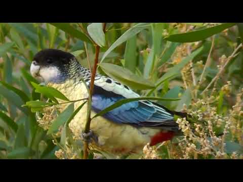 5 Northern Rosella Platycercus venustus🐦🕊️ 🦜🎵❤️ | Birds | Relaxing Voice of Nature.