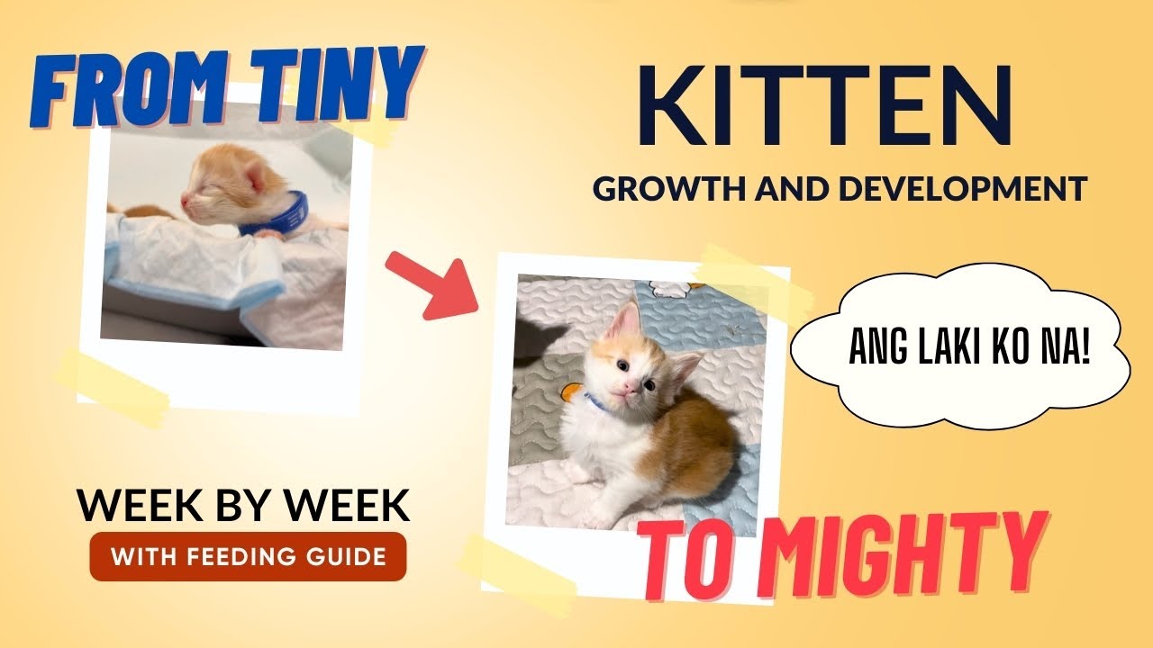 Kitten GROWTH Week by Week! - YouTube
