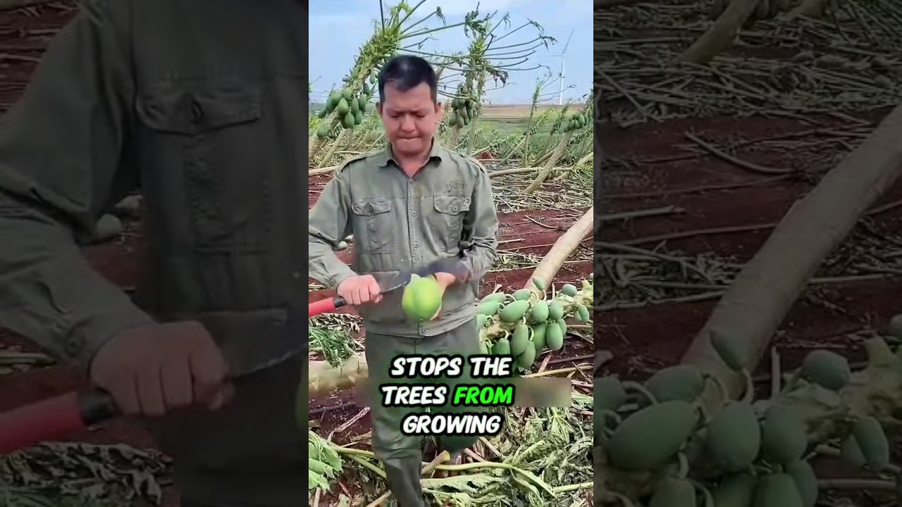 "Why Are Farmers Hitting Papaya Trees with Sticks? The Genius Reason!"📌  :