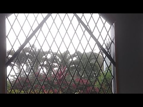Rain In Jamaica Live!