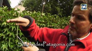 Multiplicación De Sauco Por Estacas