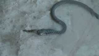 Змея на рыбалке