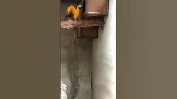 Snake ⛎🐍 alert video