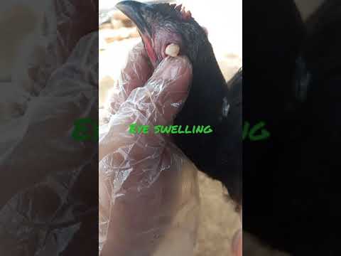 how to treat infectious coryza in birds |#treatment #birds #shorts #nature #profit #vet #love
