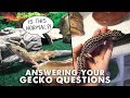 Answering Your Emails | LEOPARD GECKO AGONY AUNT