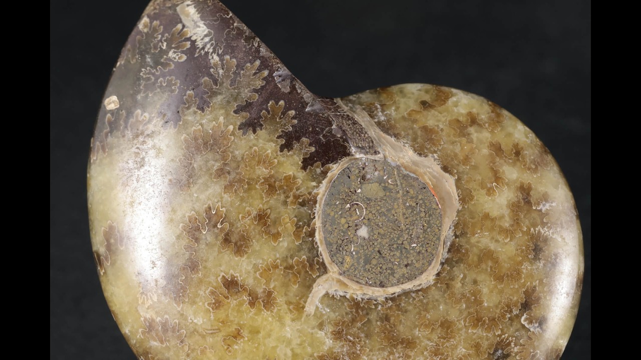 k*o様 アンモナイト化石(565) アンモナイト 化石 76g / Ammonite Fossil - YouTube