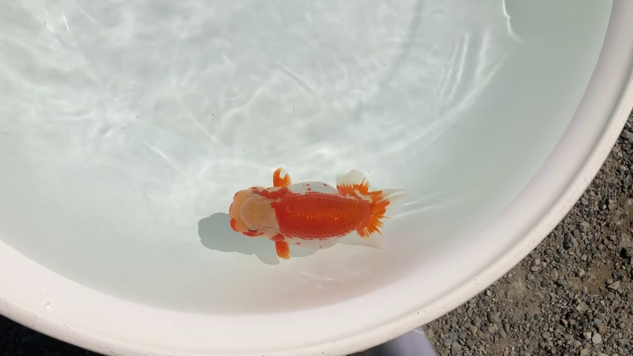 camera iphone 8 plus apk NO,1158