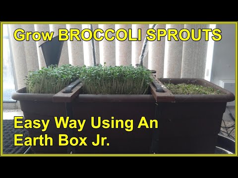 ? ⭕️ ➤ ? Broccoli Sprouts Growing In EarthBox Jr, *Time Lapse ONE DAY GROWTH* = 2-22-2022 ??