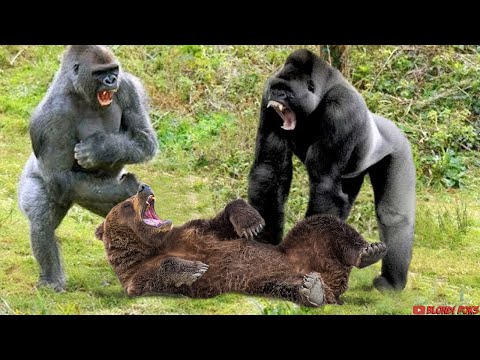 Gorilla VS Bear - Who Will Win Amazing Comparison! - Blondi Foks